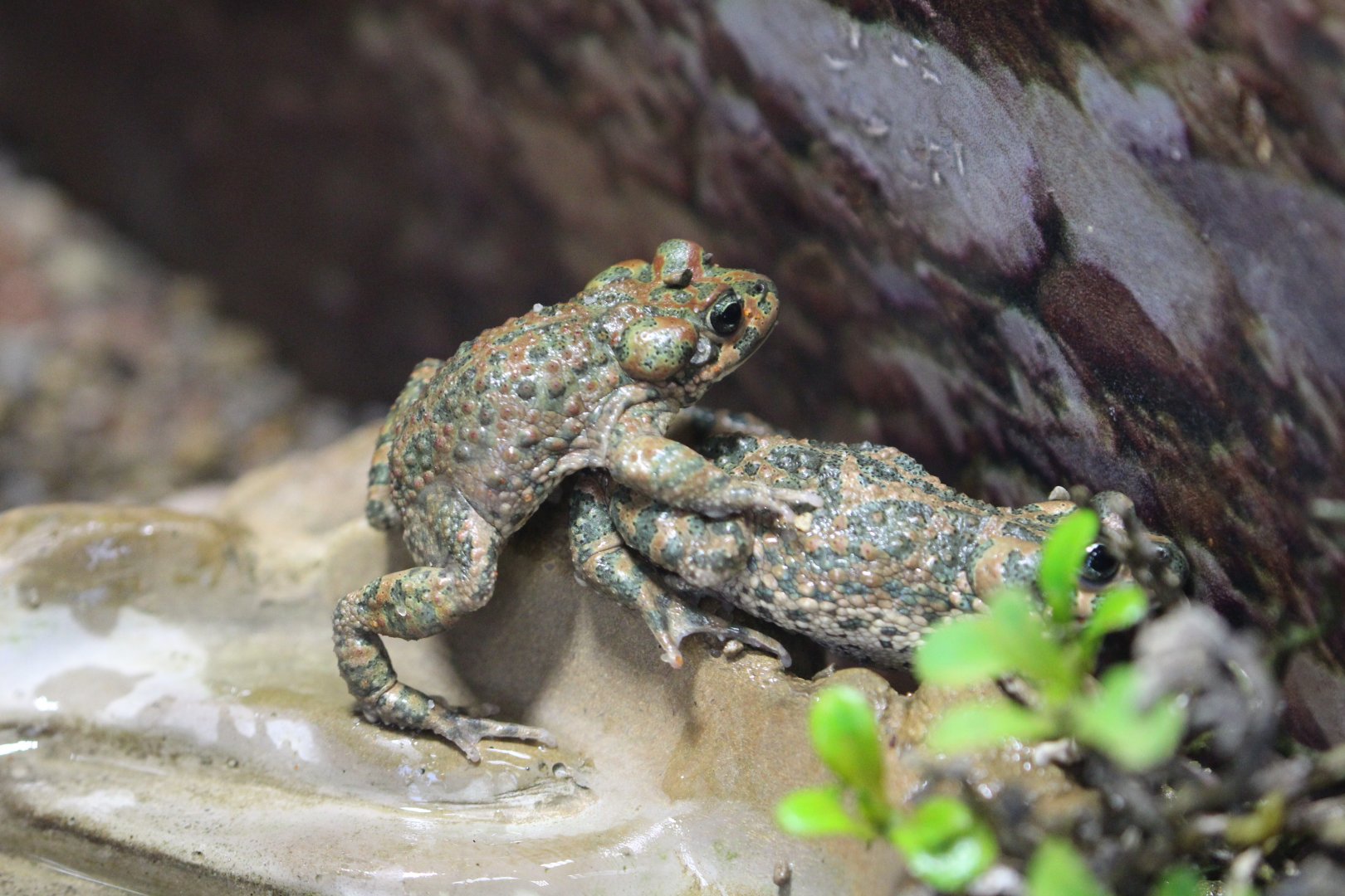 Brongersma's Toad, Berlin Zoo, April 2019