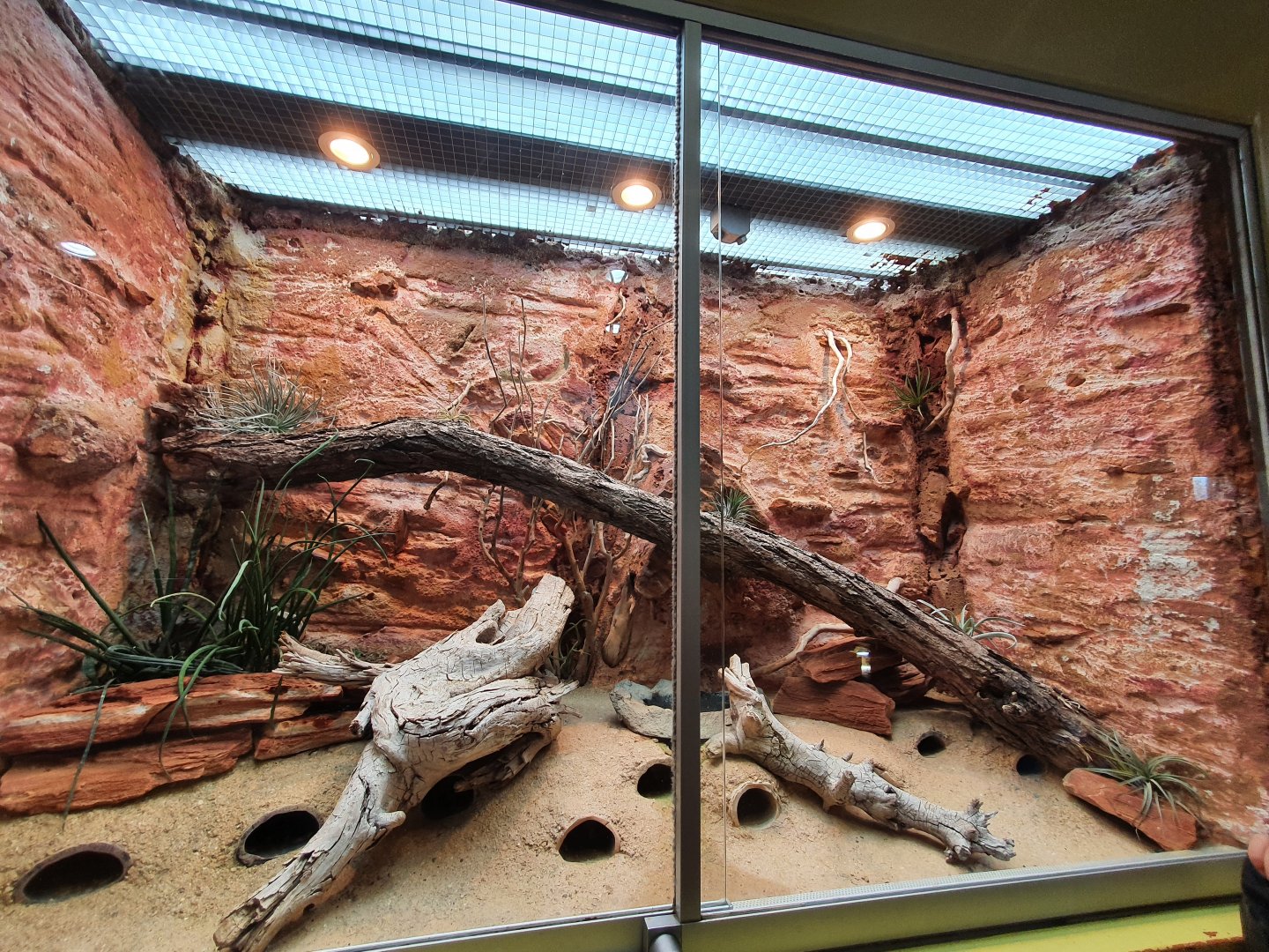 Brongersma's toad exhibit