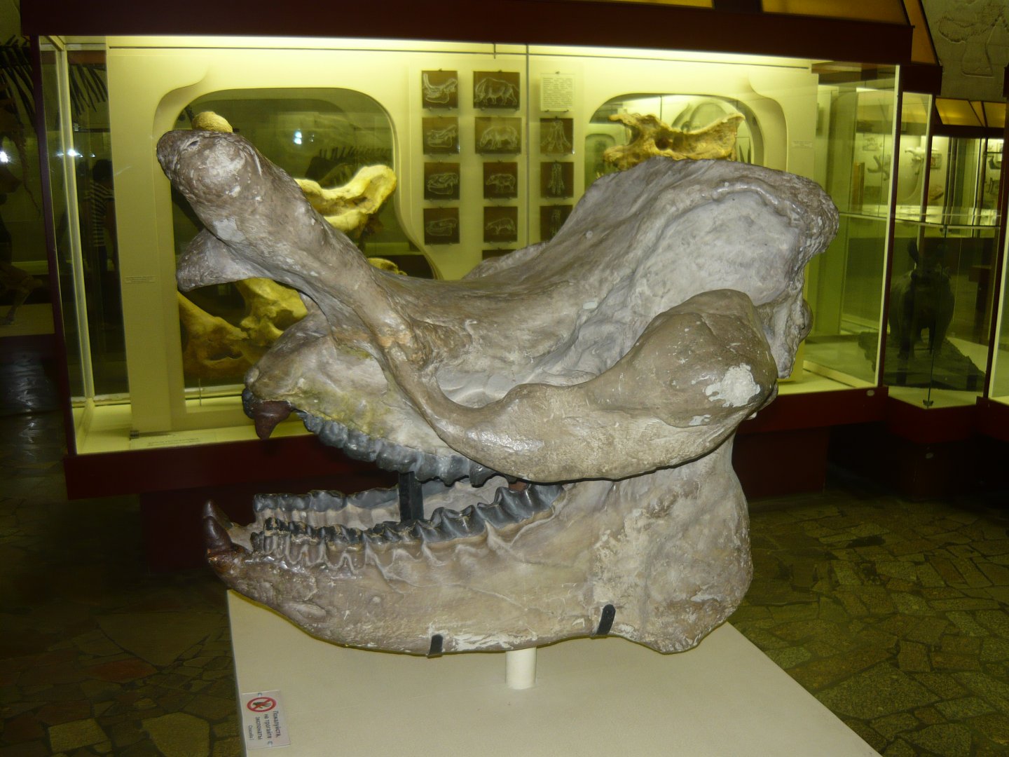 Brontops sp. skull (cast)