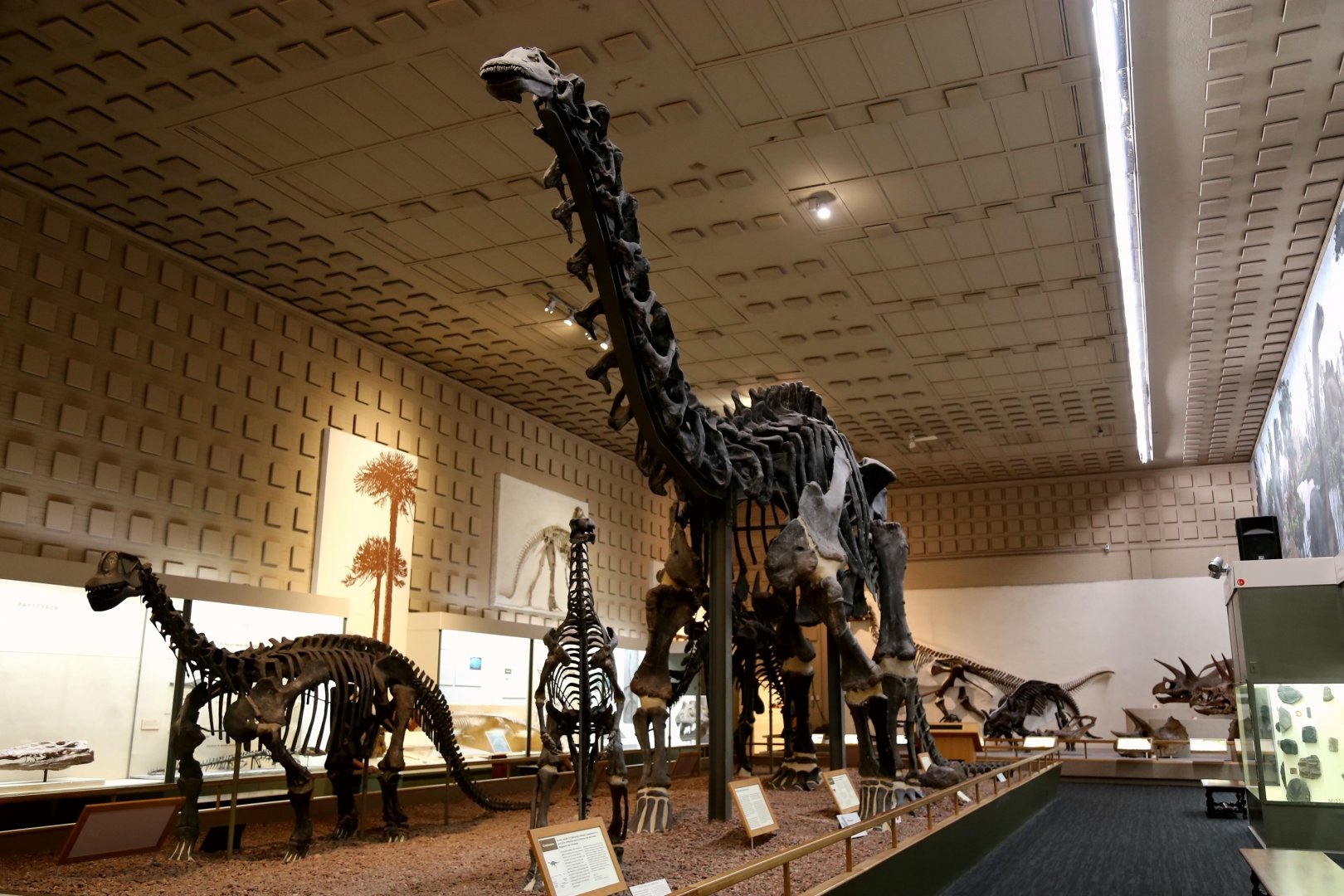 Brontosaurus excelsus, Holotype (YPM 1980)