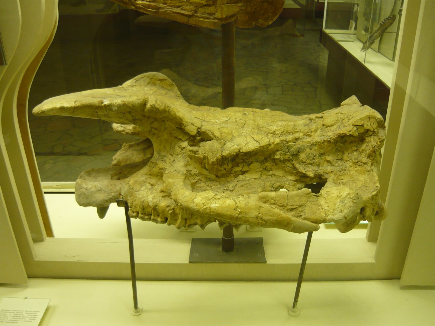 Brontothere skull