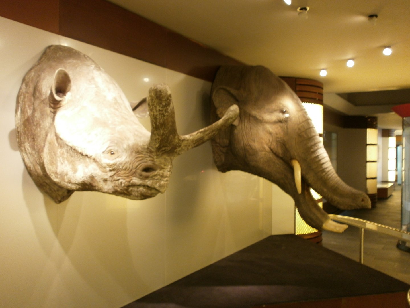 Brontotherium & Amebelodon in the Biochron