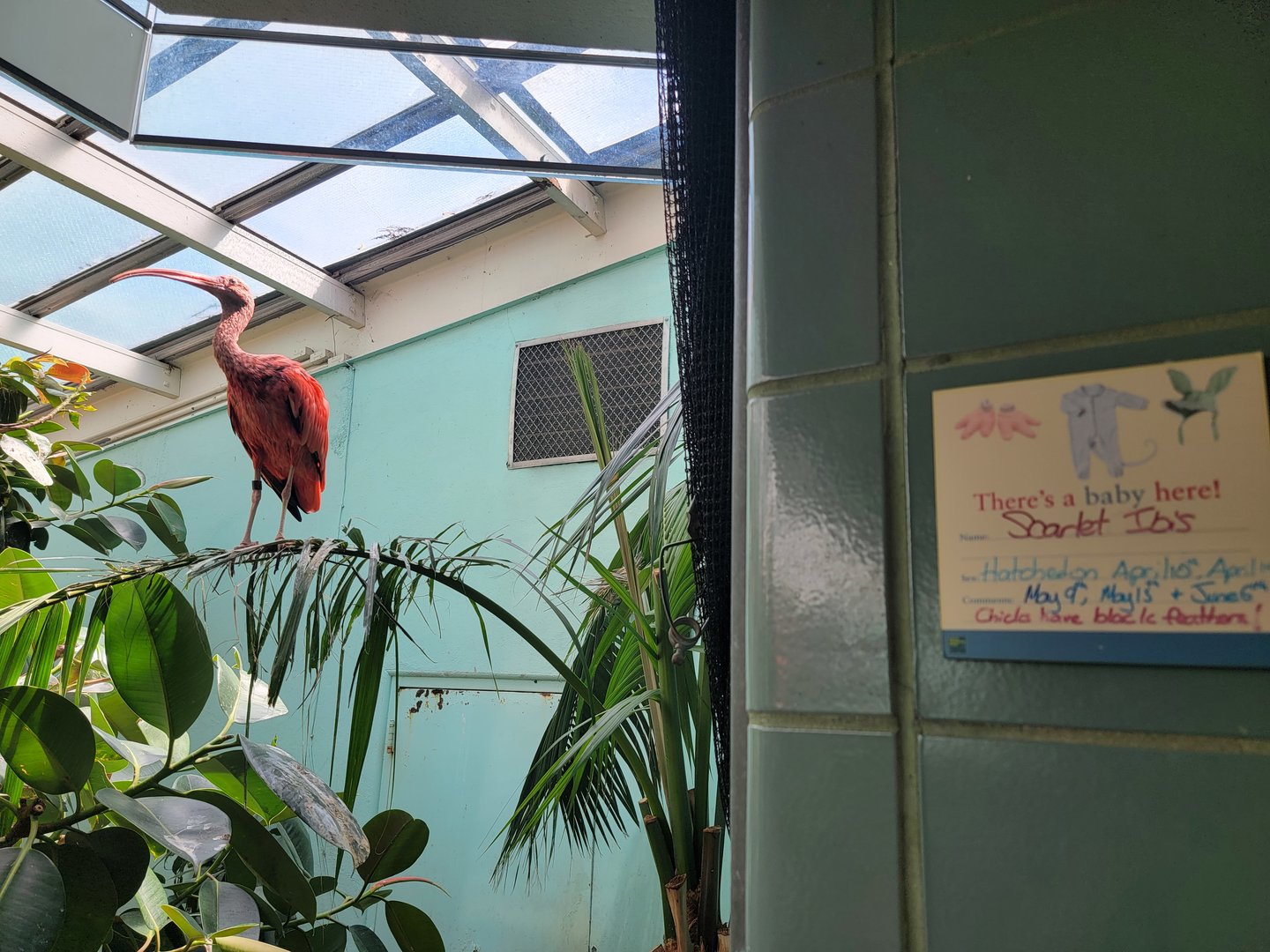 Bronx 7/22 - Aquatic Bird House - A young scarlet ibis by their baby sign :)