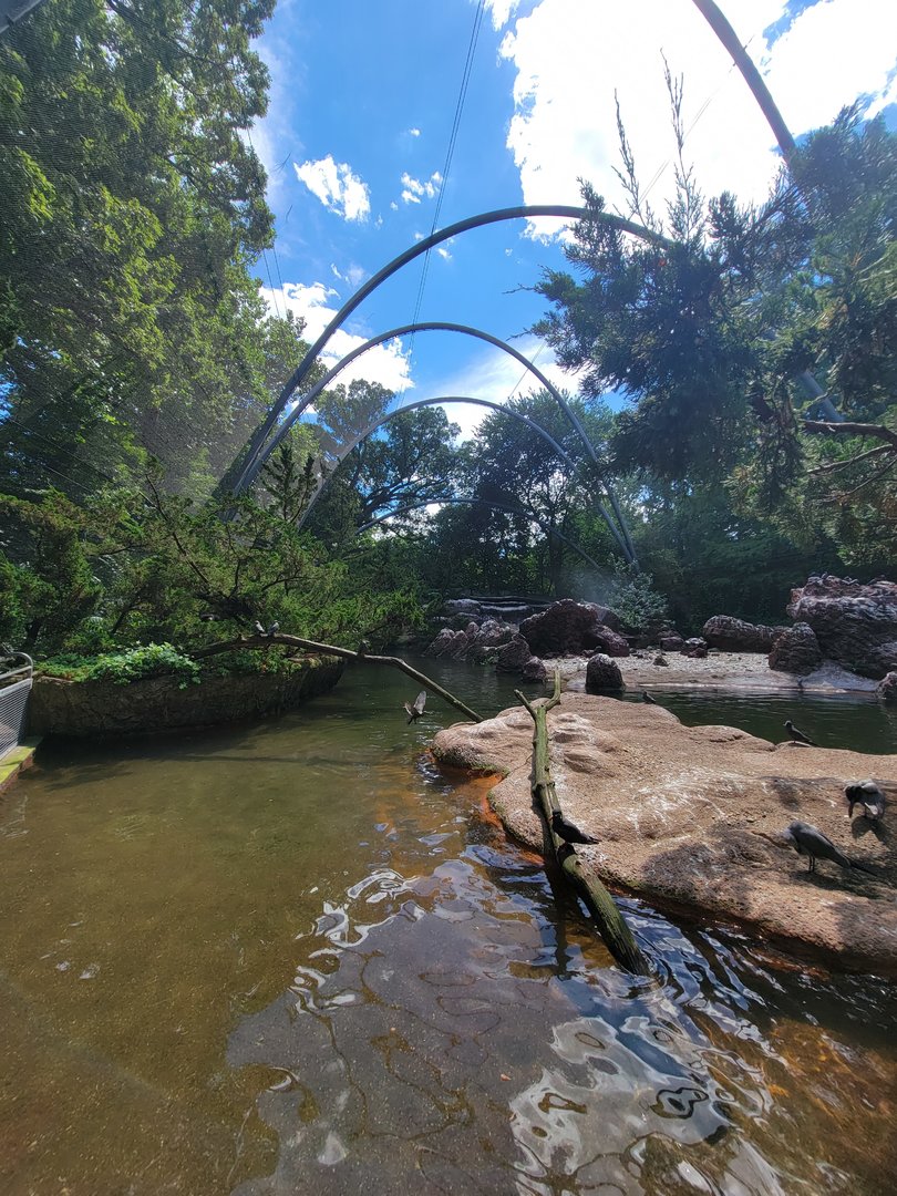 Bronx 7/22 - Aquatic Bird House - Aitken Sea Bird Aviary, looking back to entrance