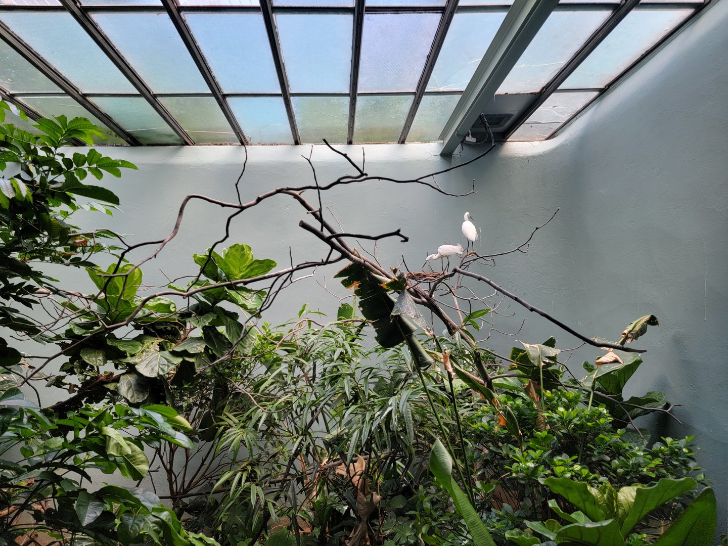 Bronx 7/22 - Aquatic Bird House - Anhinga, snowy egret