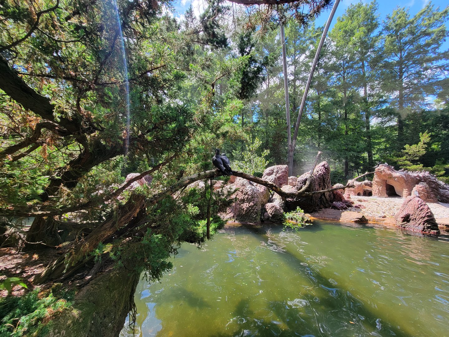 Bronx 7/22 - Aquatic Bird House - Black oyster-catchers
