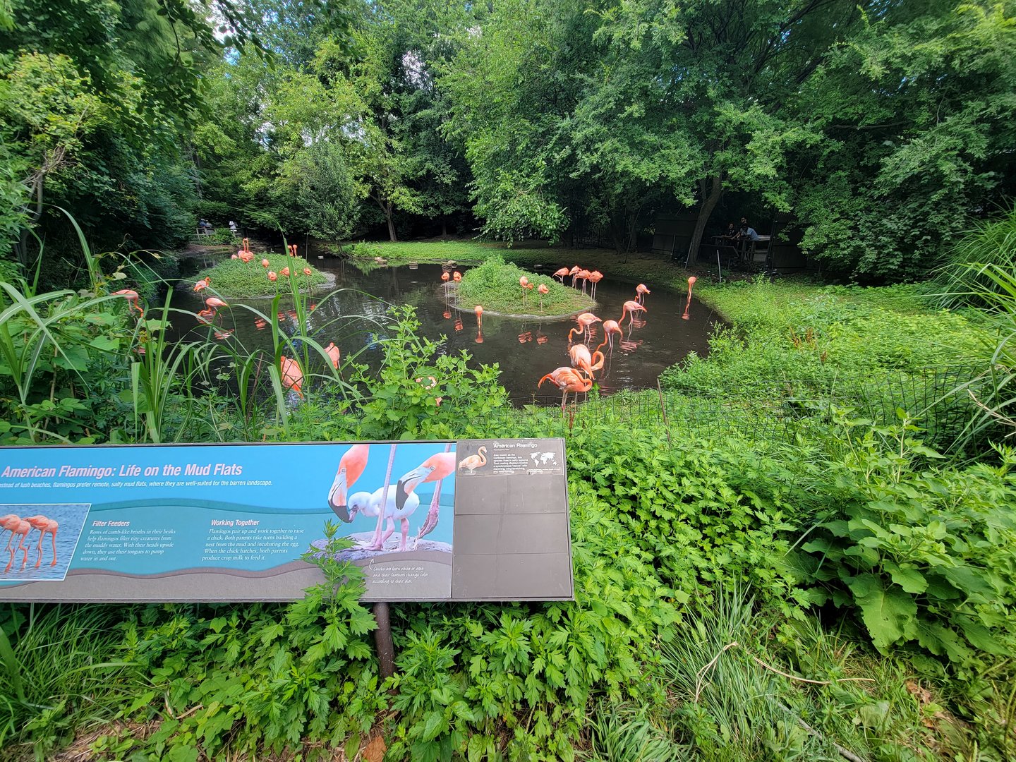 Bronx 7/22 - Aquatic Bird House - Caribbean flamingos
