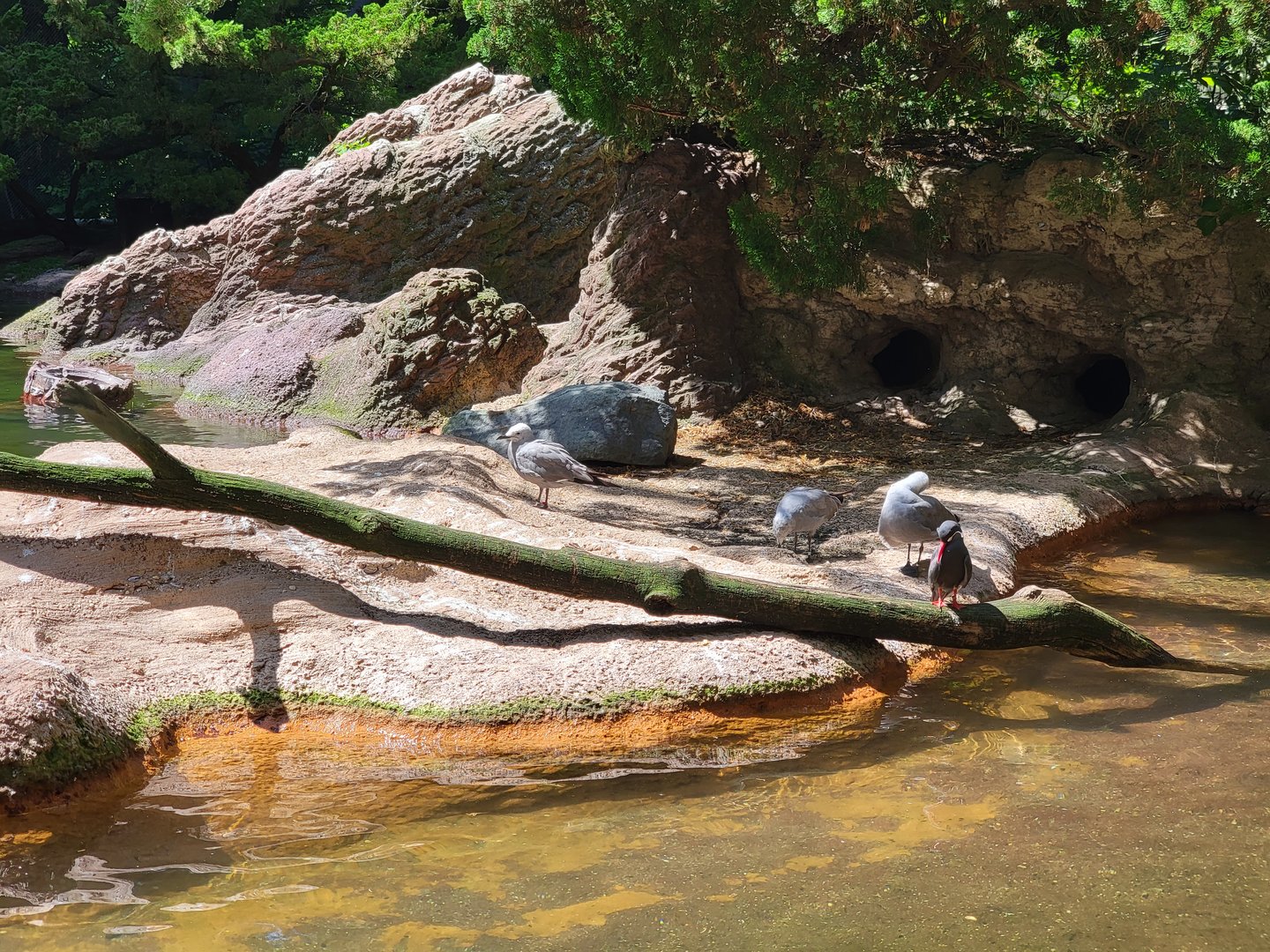 Bronx 7/22 - Aquatic Bird House - Gray gull, inca tern