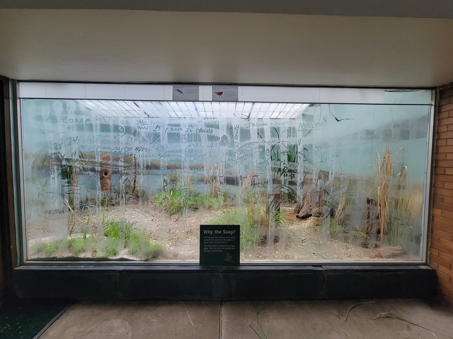 Bronx 7/22 - Aquatic Bird House - Guam kingfisher, Guam rail (soon after the species both arrived)