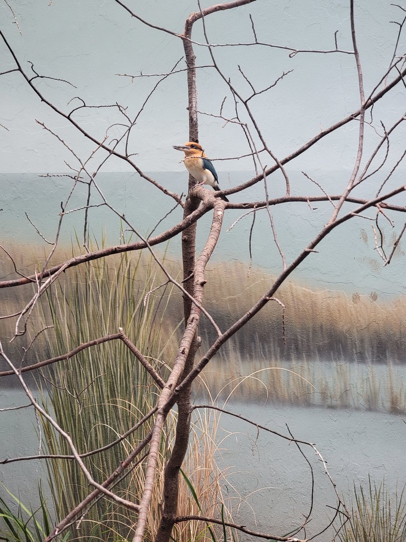 Bronx 7/22 - Aquatic Bird House - Guam kingfisher