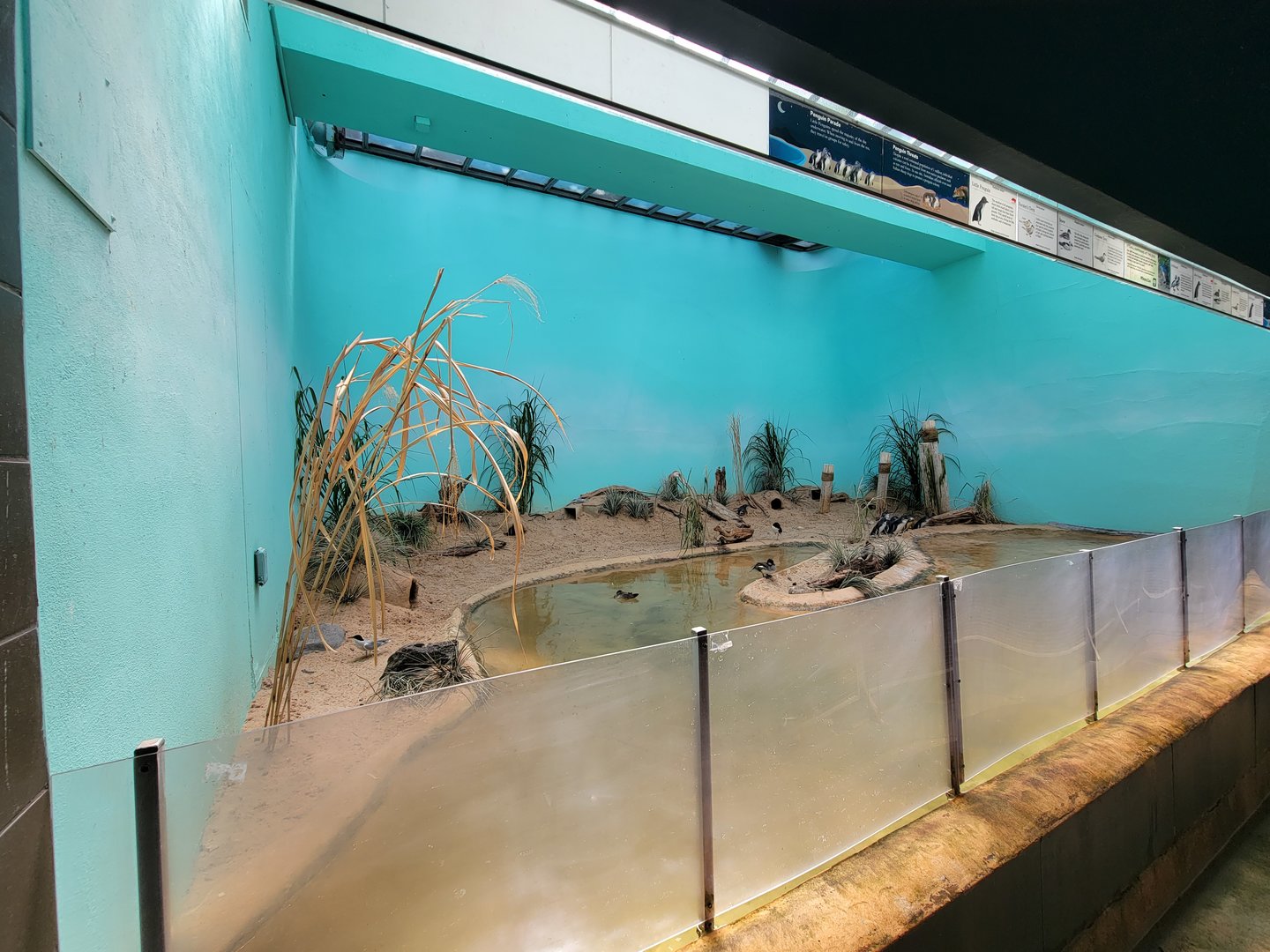 Bronx 7/22 - Aquatic Bird House - Little blue penguin exhibit