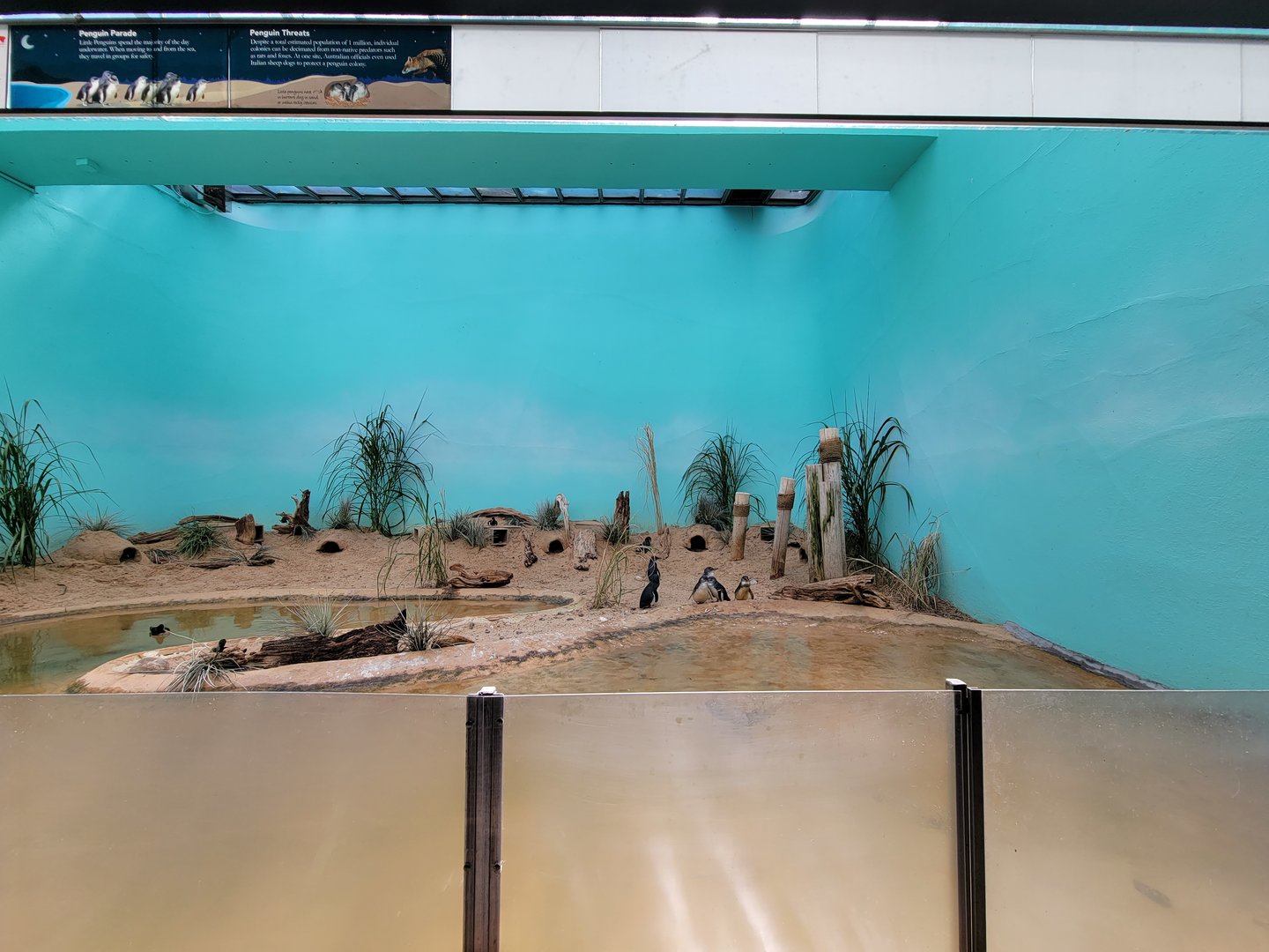 Bronx 7/22 - Aquatic Bird House - Little blue penguin exhibit