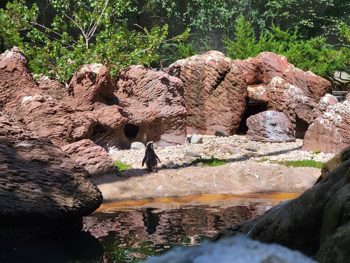 Bronx 7/22 - Aquatic Bird House - Magellanic penguins