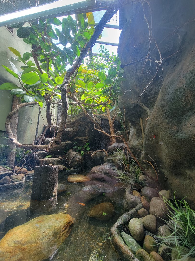 Bronx 7/22 - Aquatic Bird House - Ringed teal, sunbittern, grey-necked wood rail, white-throated ground dove exhibit