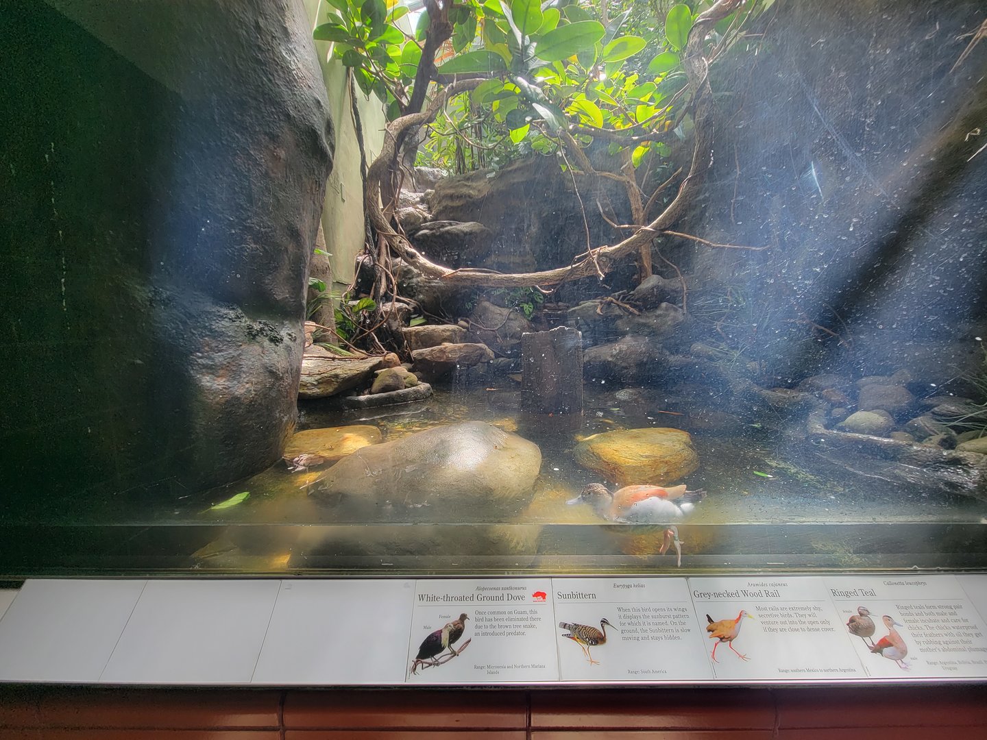 Bronx 7/22 - Aquatic Bird House - Ringed teal