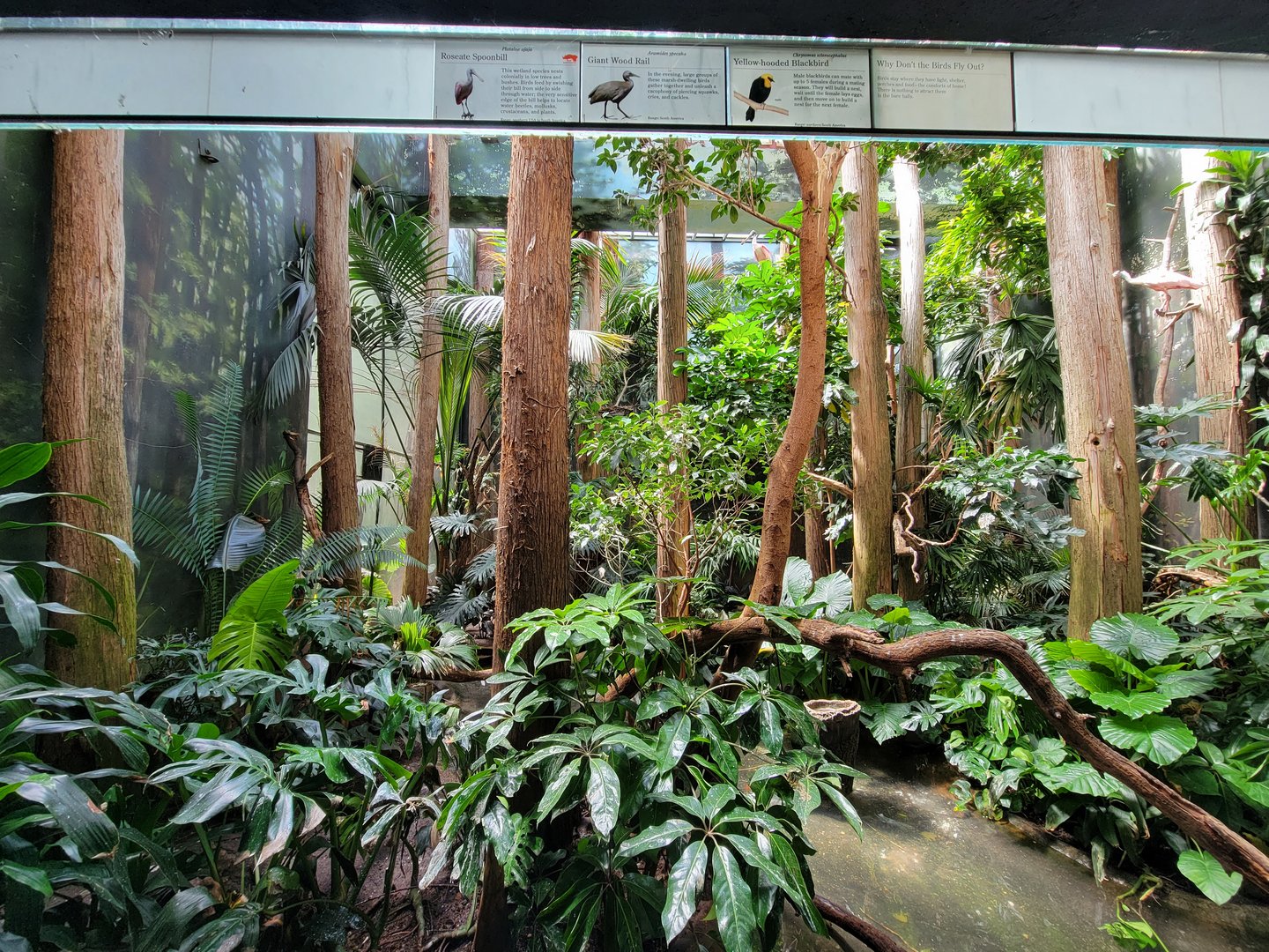Bronx 7/22 - Aquatic Bird House - Roseate spoonbill exhibit
