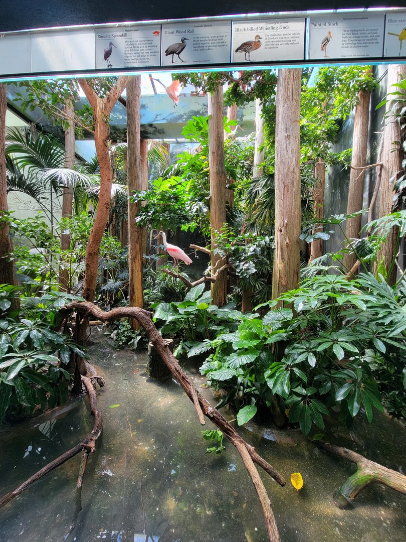 Bronx 7/22 - Aquatic Bird House - Roseate spoonbill exhibit