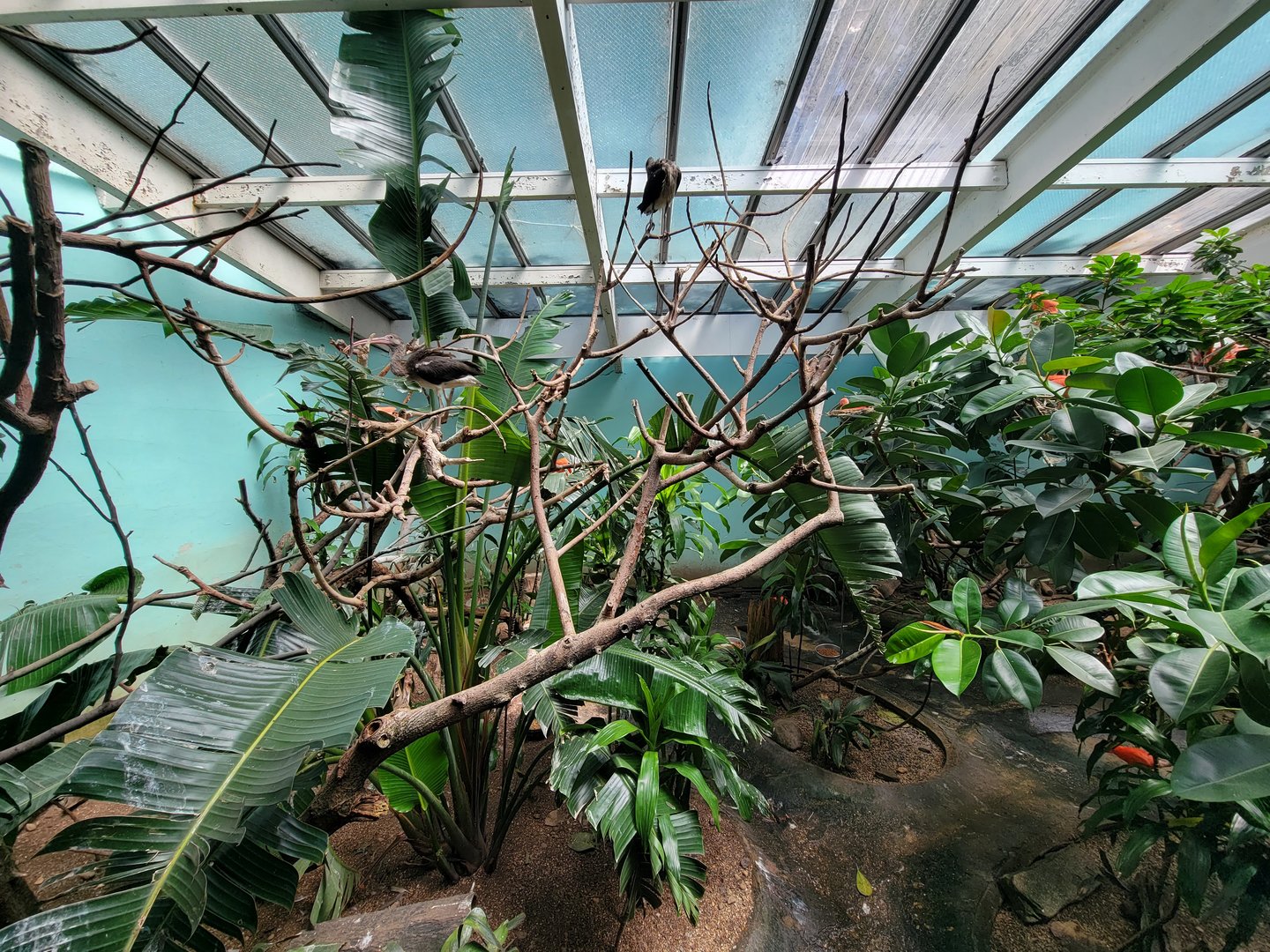 Bronx 7/22 - Aquatic Bird House - Scarlet ibis exhibit