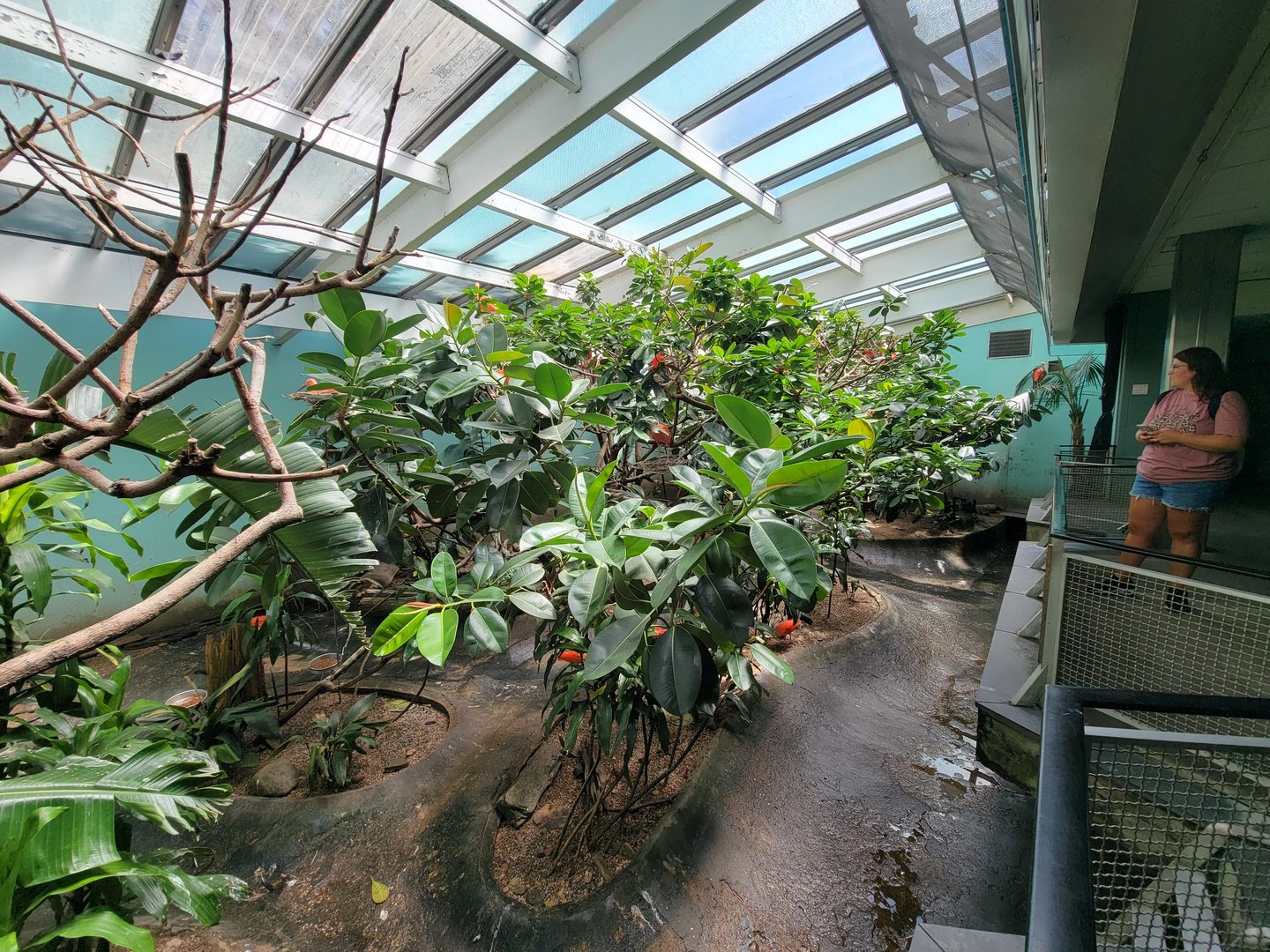 Bronx 7/22 - Aquatic Bird House - Scarlet ibis exhibit
