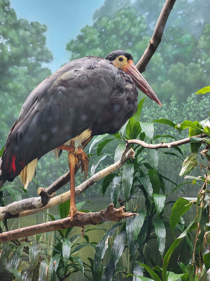 Bronx 7/22 - Aquatic Bird House - Storm's stork