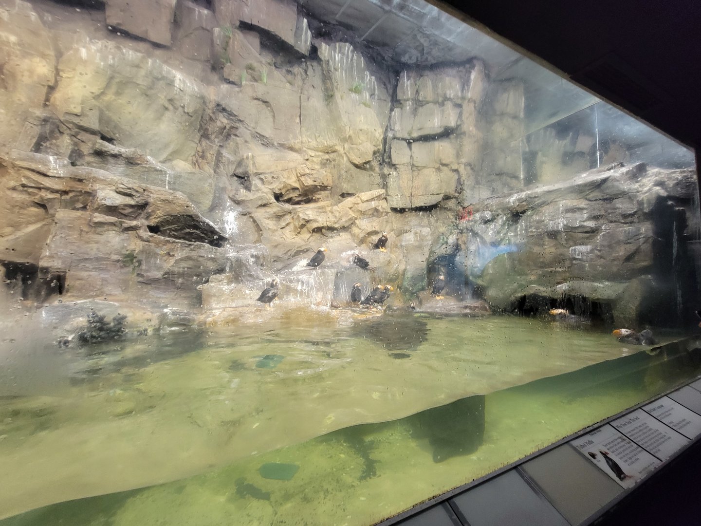 Bronx 7/22 - Aquatic Bird House - Tufted puffins