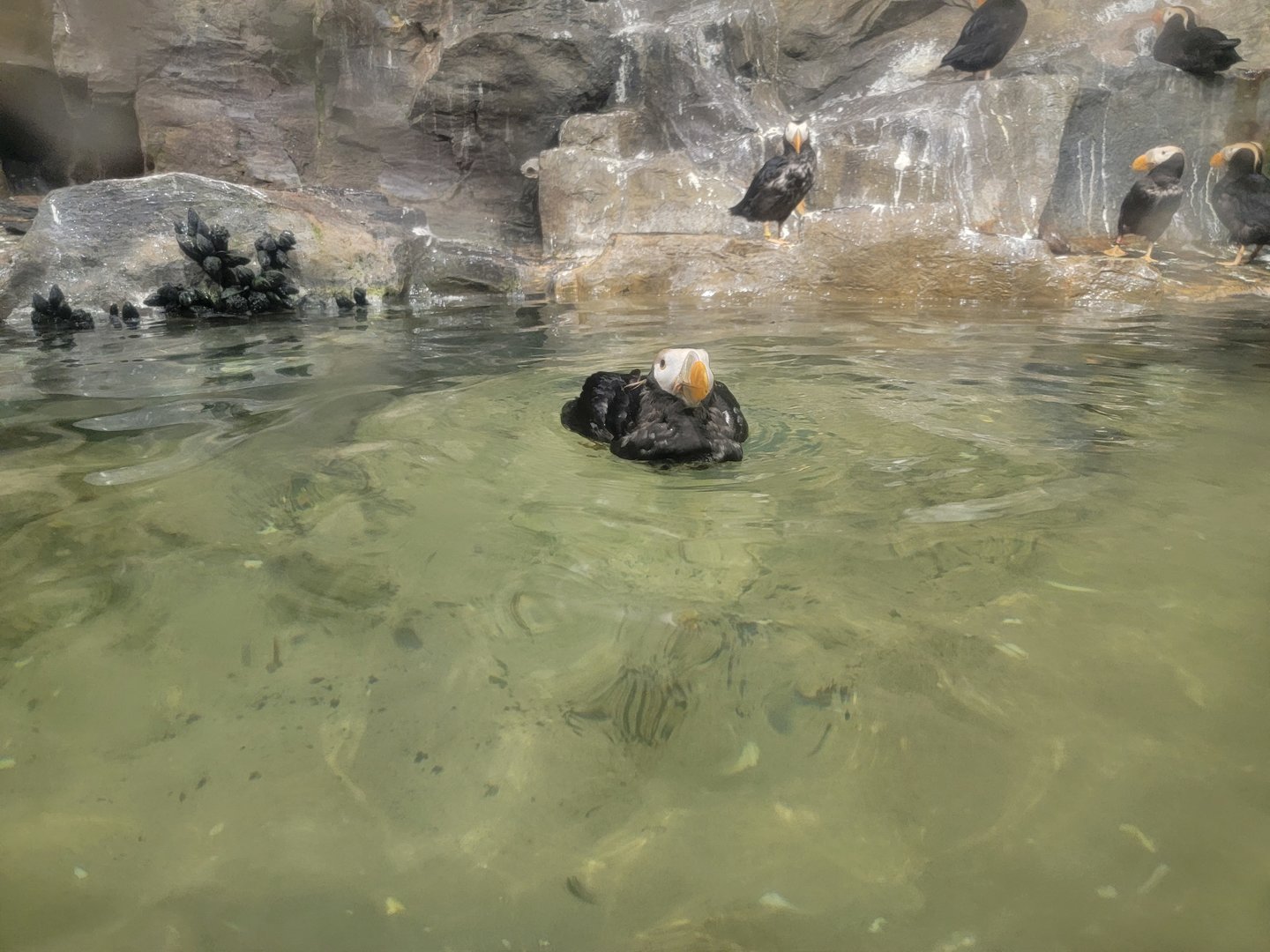 Bronx 7/22 - Aquatic Bird House - Tufted puffins