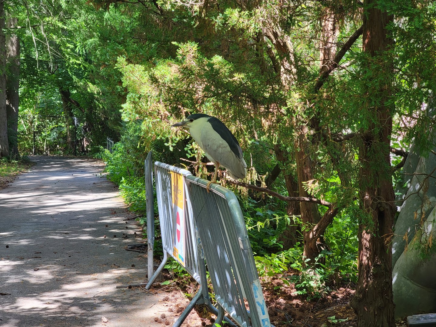 Bronx 7/22 - Aquatic Bird House - Wild black-crowned night heron