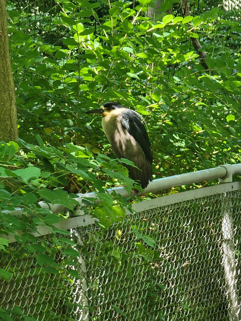 Bronx 7/22 - Aquatic Bird House - Wild black-crowned night heron