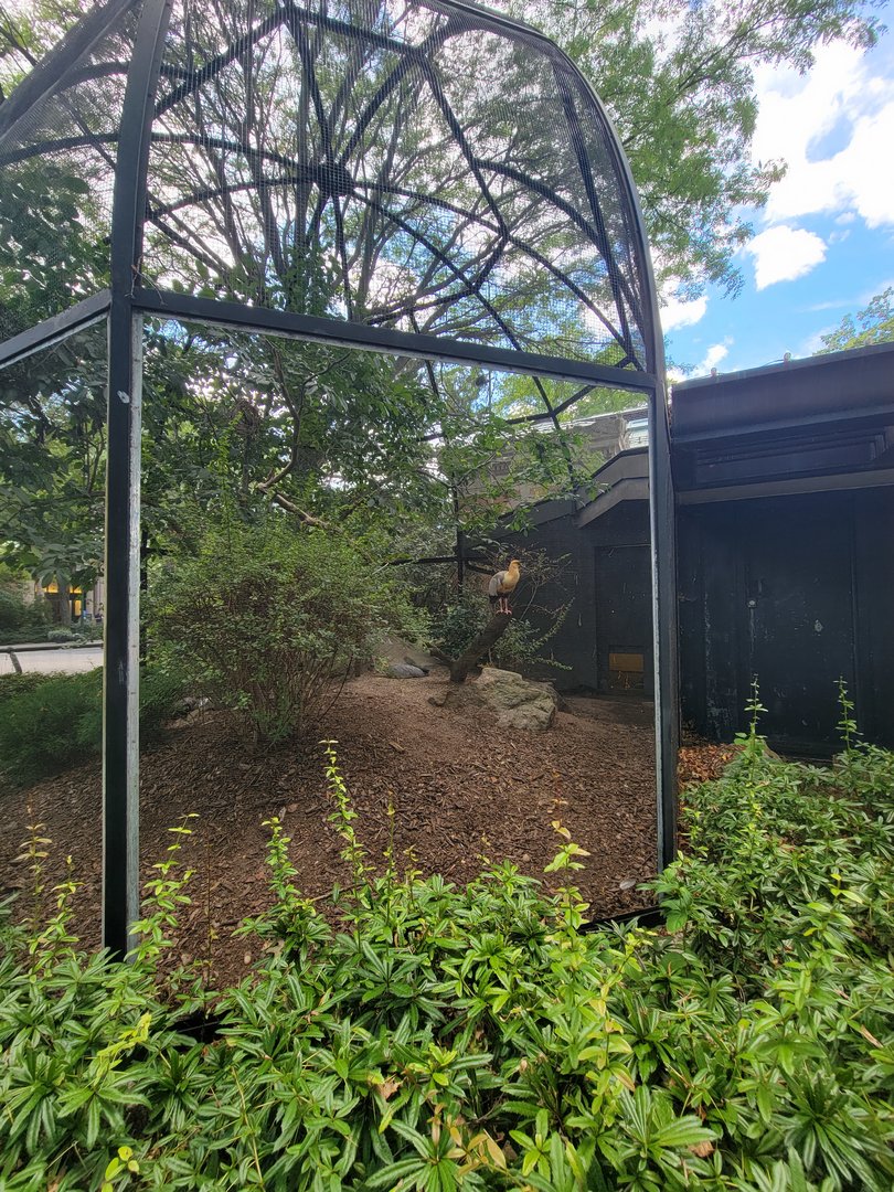 Bronx 7/22 - Astor Court - Black-faced Ibis