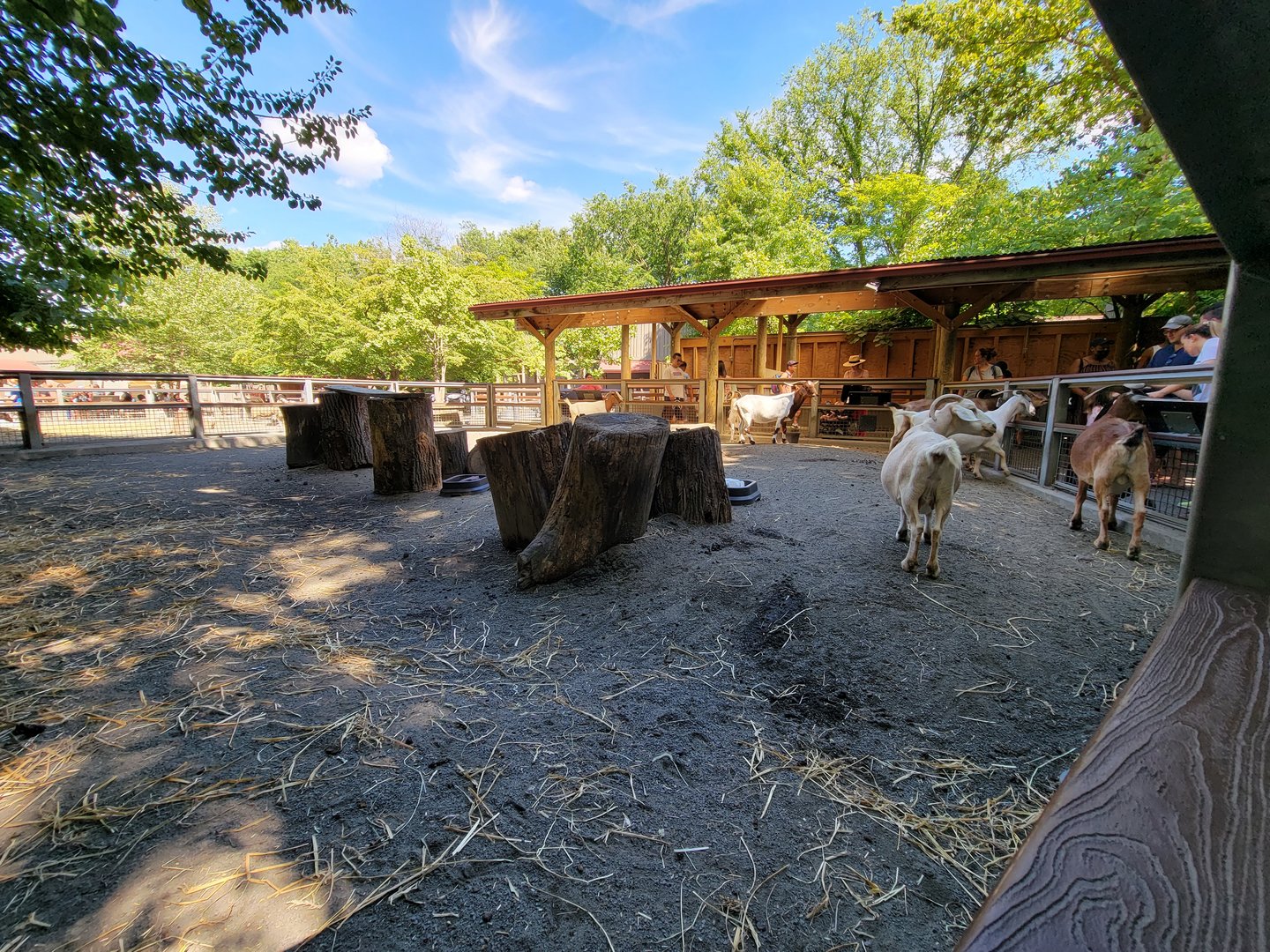 Bronx 7/22 - Children's Zoo - Barnyard