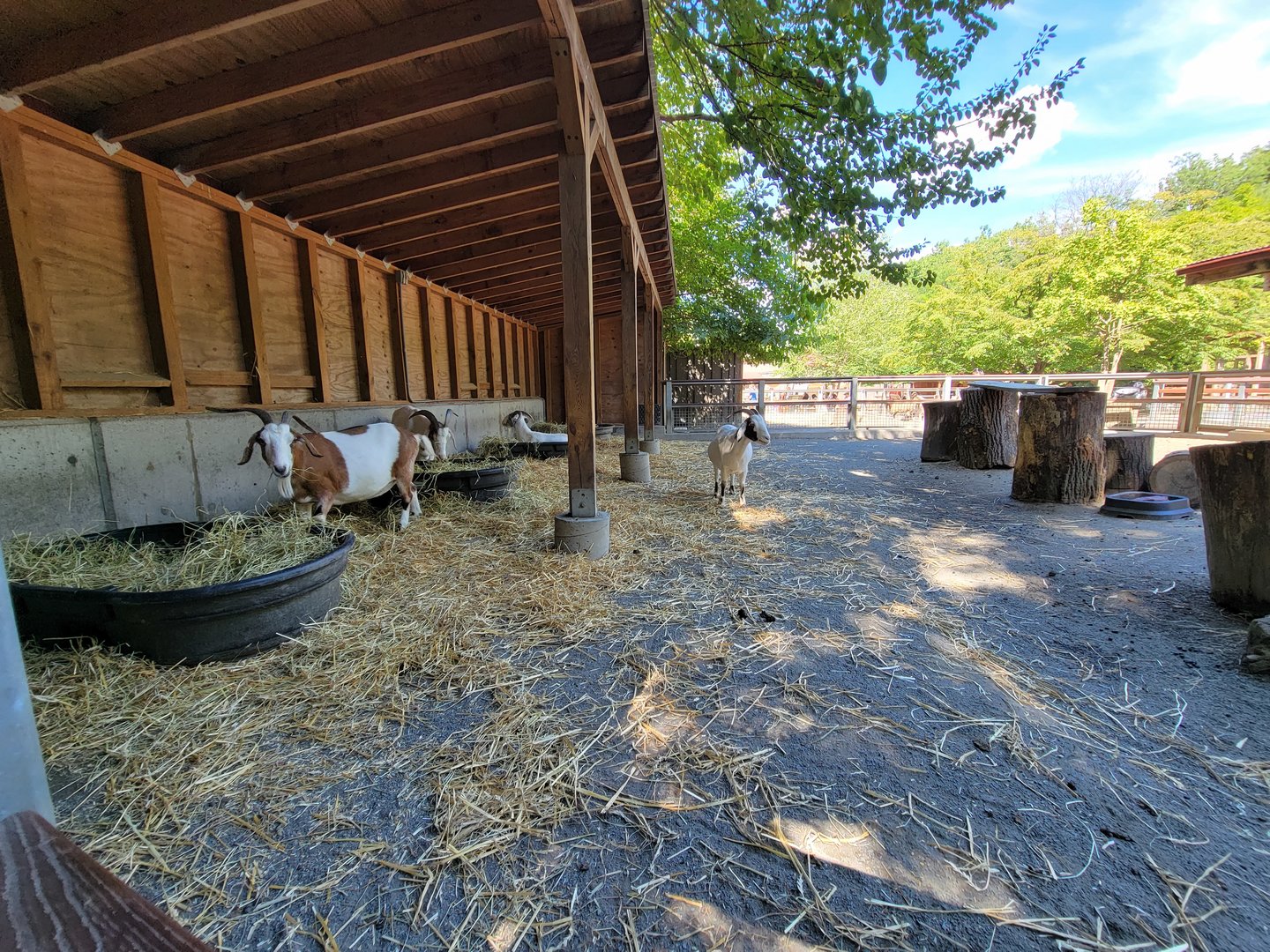 Bronx 7/22 - Children's Zoo - Barnyard