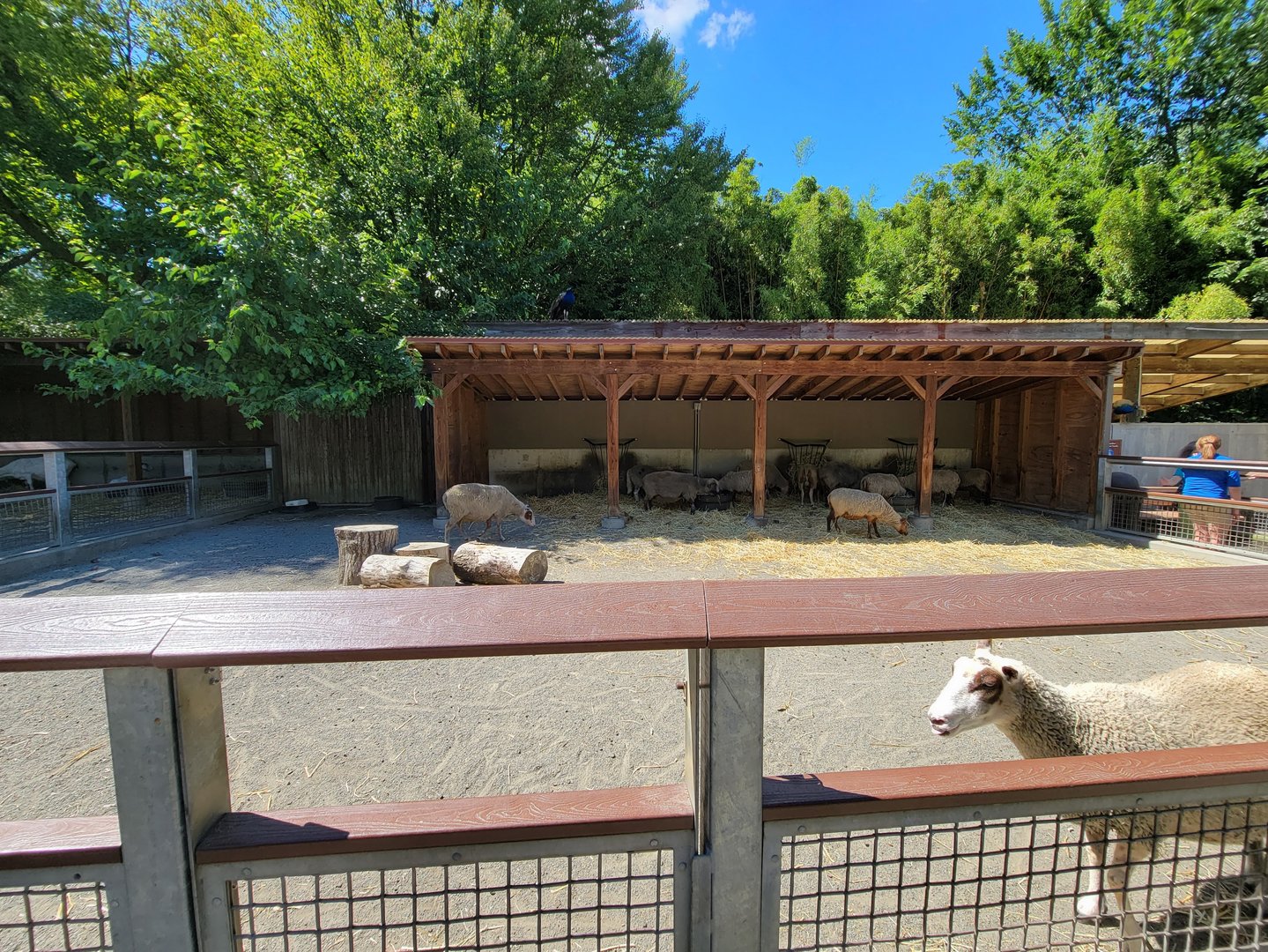 Bronx 7/22 - Children's Zoo - Barnyard
