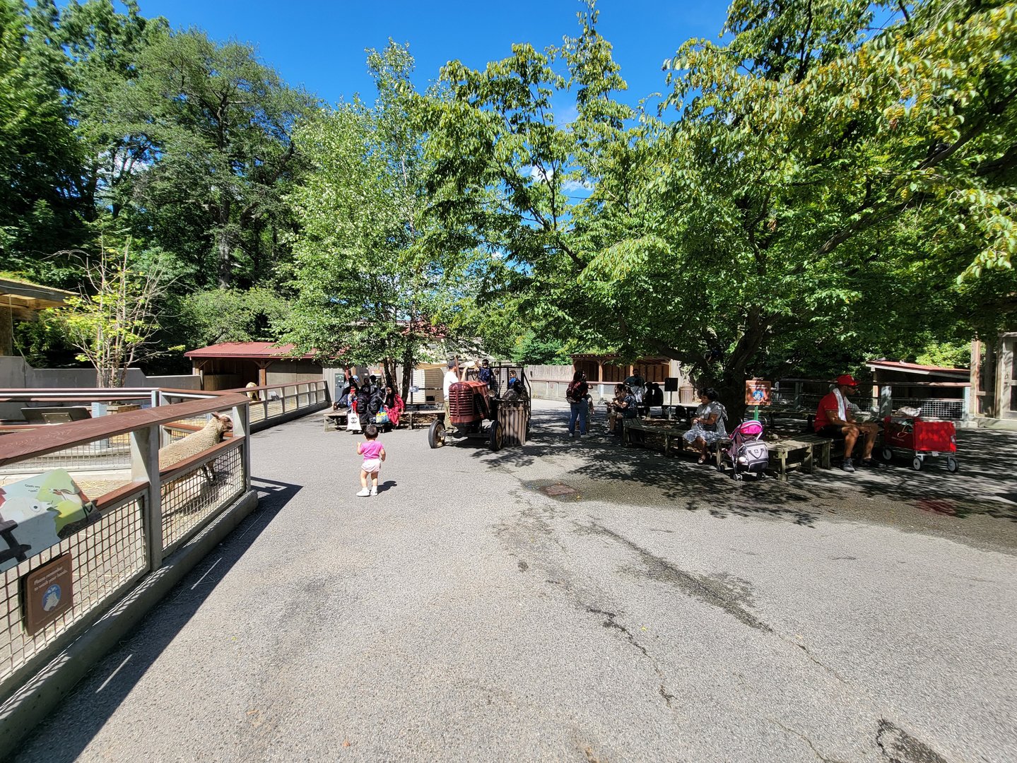 Bronx 7/22 - Children's Zoo - Barnyard