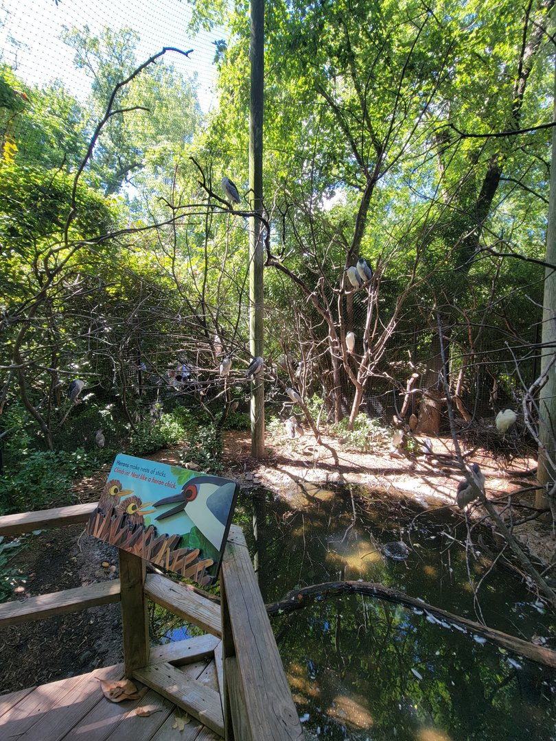 Bronx 7/22 - Children's Zoo - Black-crowned night herons (in case you don't see any wild ones)