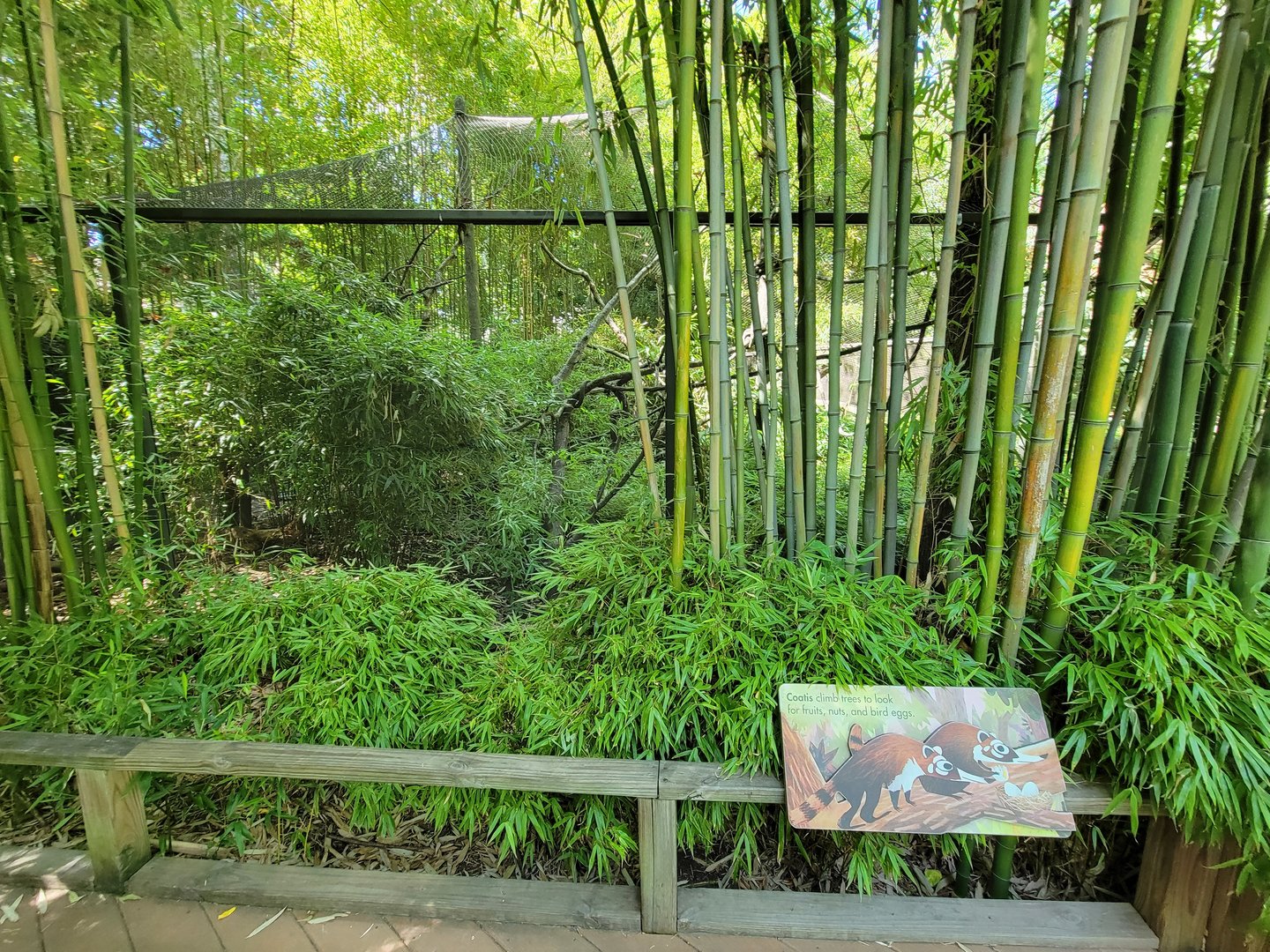 Bronx 7/22 - Children's Zoo - Coati