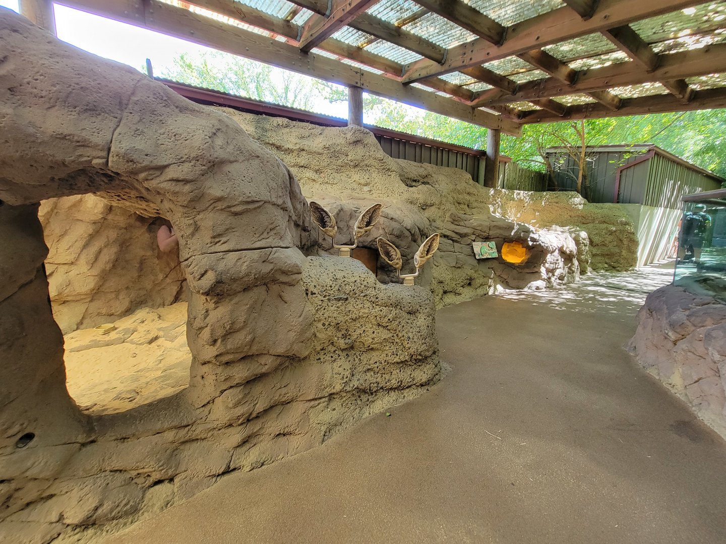 Bronx 7/22 - Children's Zoo - Fennec fox