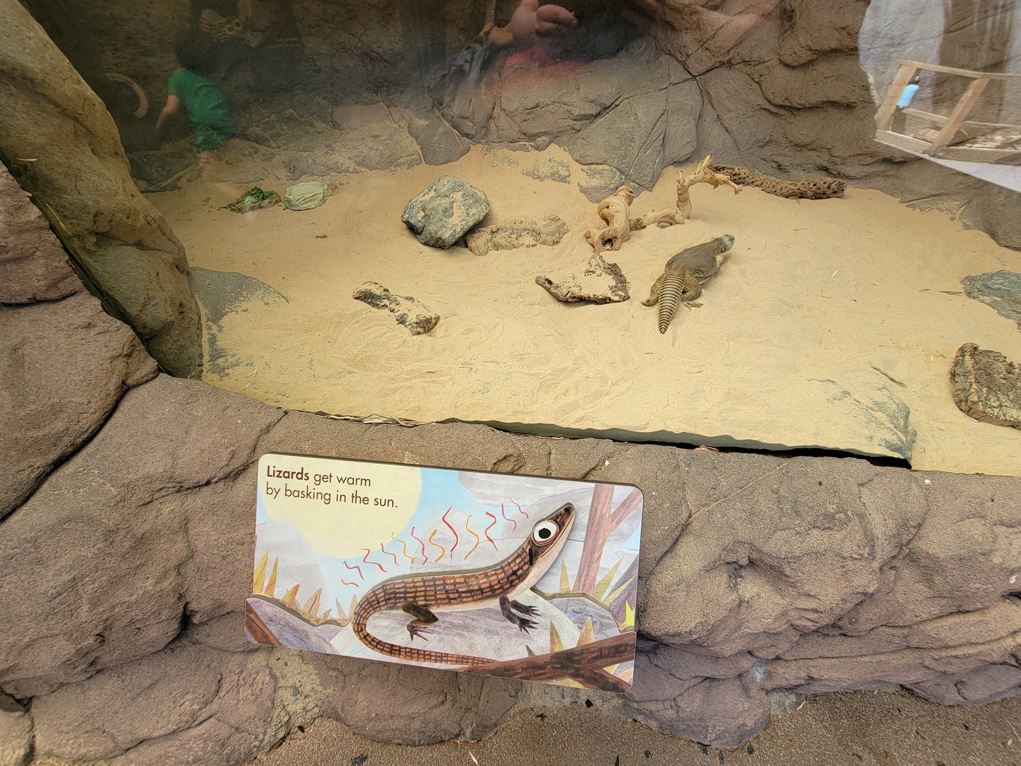 Bronx 7/22 - Children's Zoo - "Lizard"