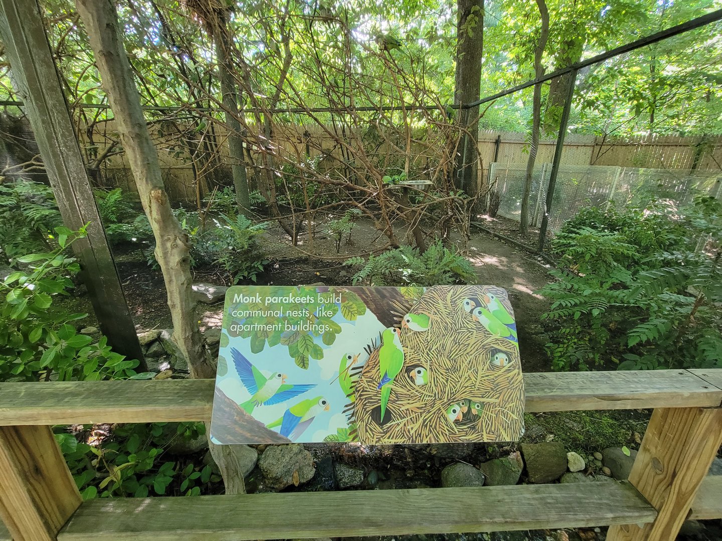 Bronx 7/22 - Children's Zoo - Monk parakeets
