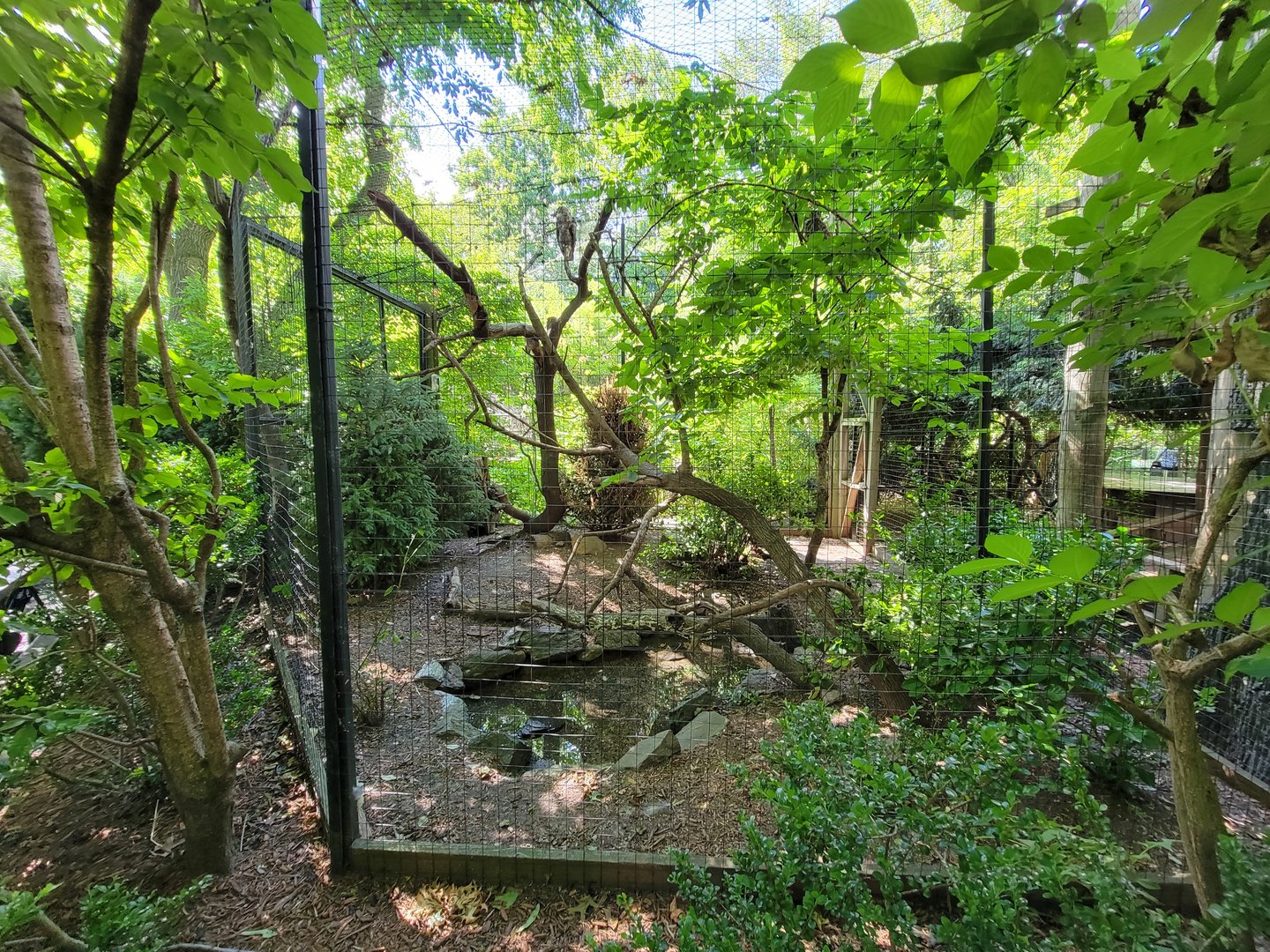 Bronx 7/22 - Children's Zoo - Owl