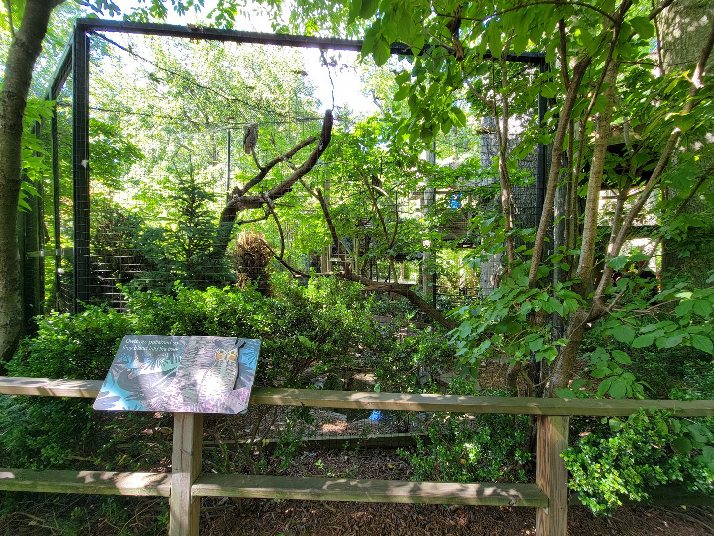 Bronx 7/22 - Children's Zoo - Owl