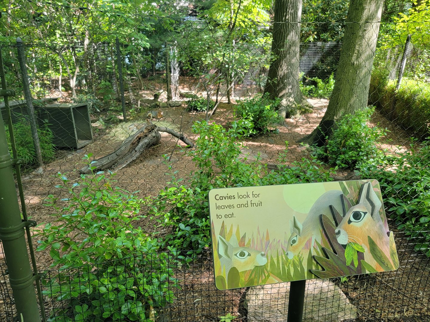 Bronx 7/22 - Children's Zoo - Patagonian mara