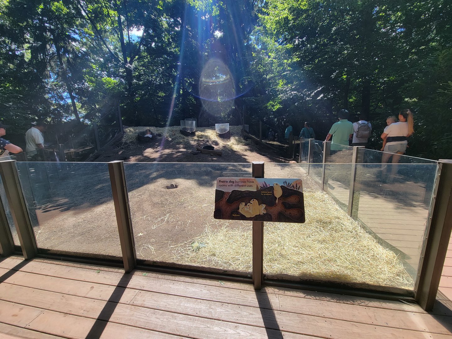 Bronx 7/22 - Children's Zoo - Prairie dogs