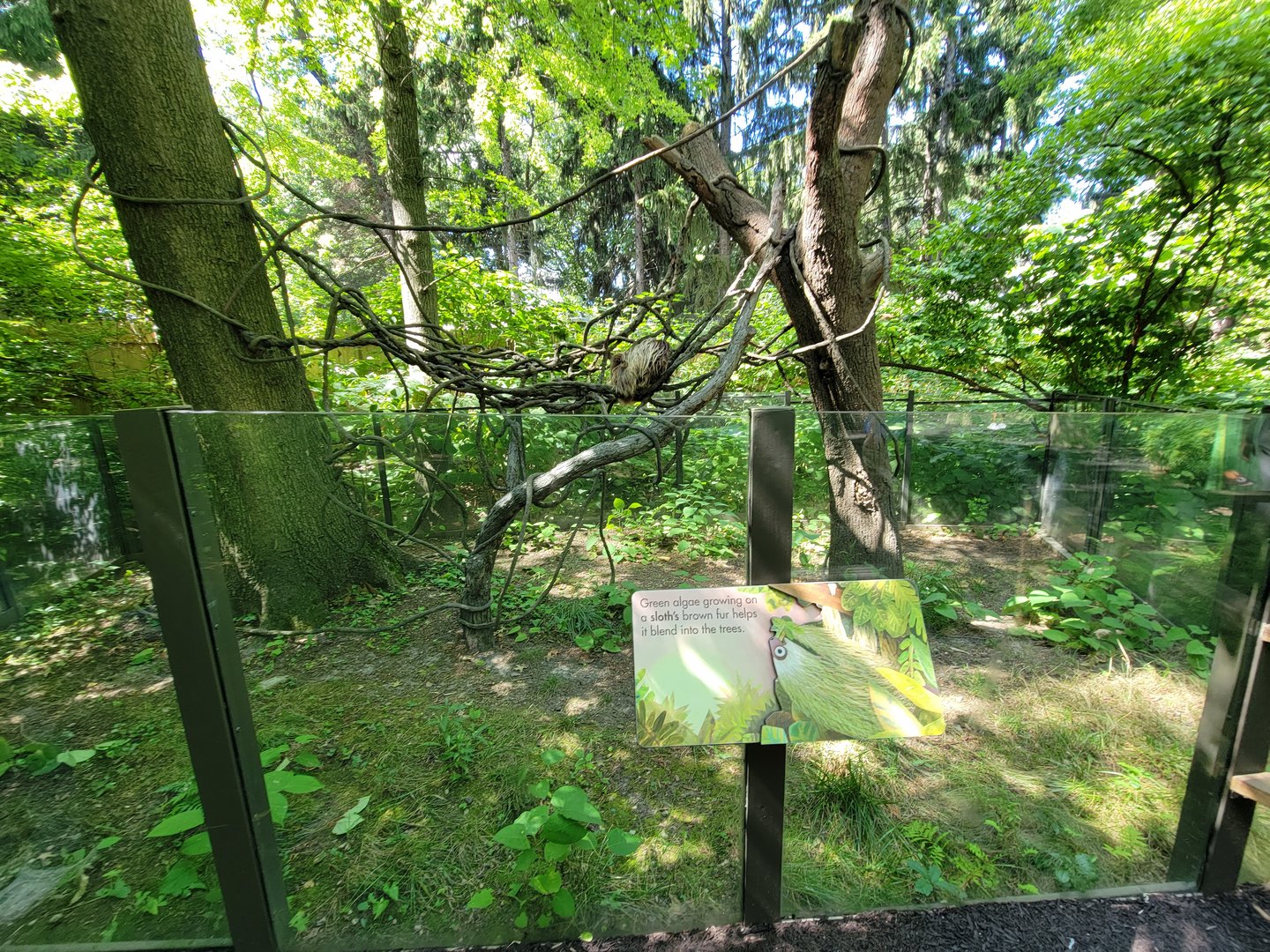 Bronx 7/22 - Children's Zoo - Sloth