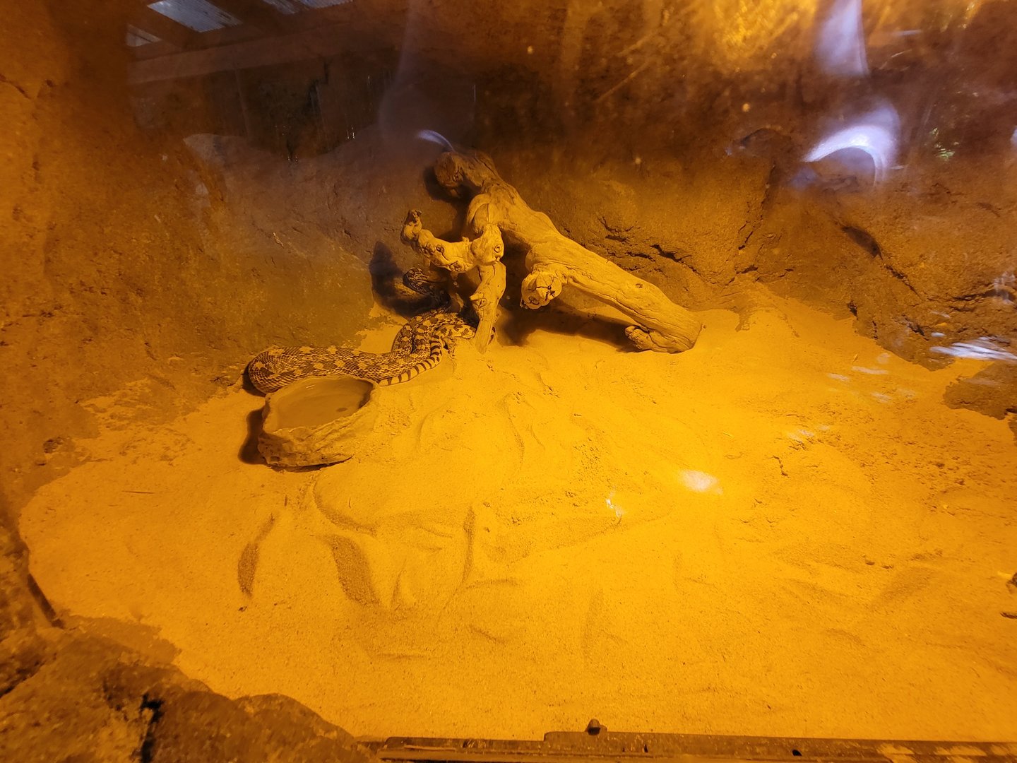 Bronx 7/22 - Children's Zoo - Snake