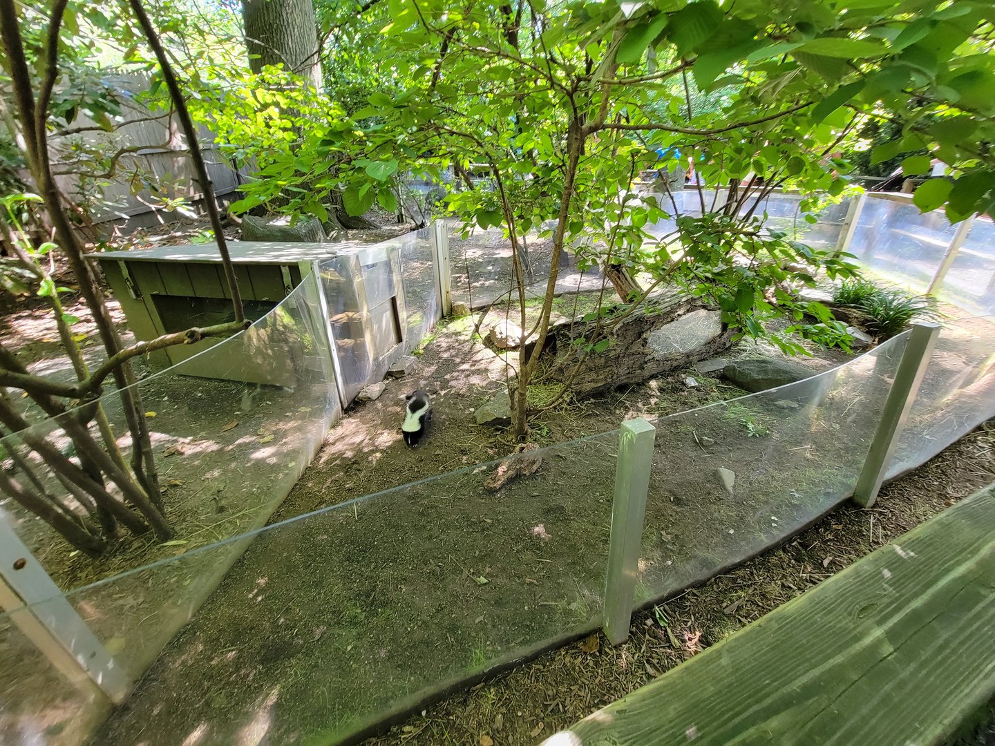 Bronx 7/22 - Children's Zoo - Striped skunk