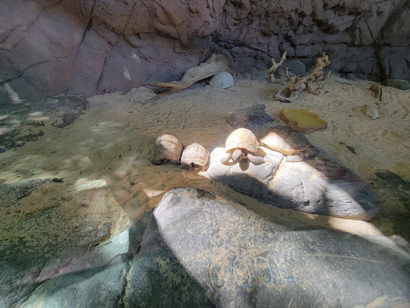 Bronx 7/22 - Children's Zoo - The "Turtles"