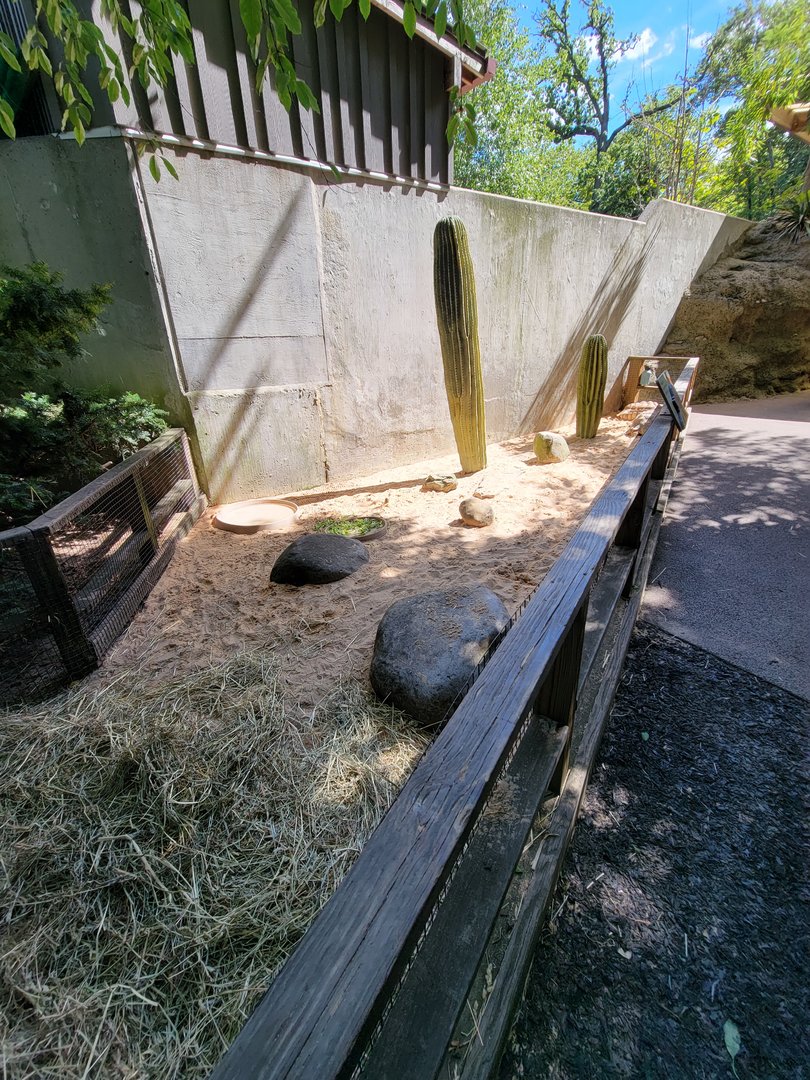 Bronx 7/22 - Children's Zoo - Tortoises