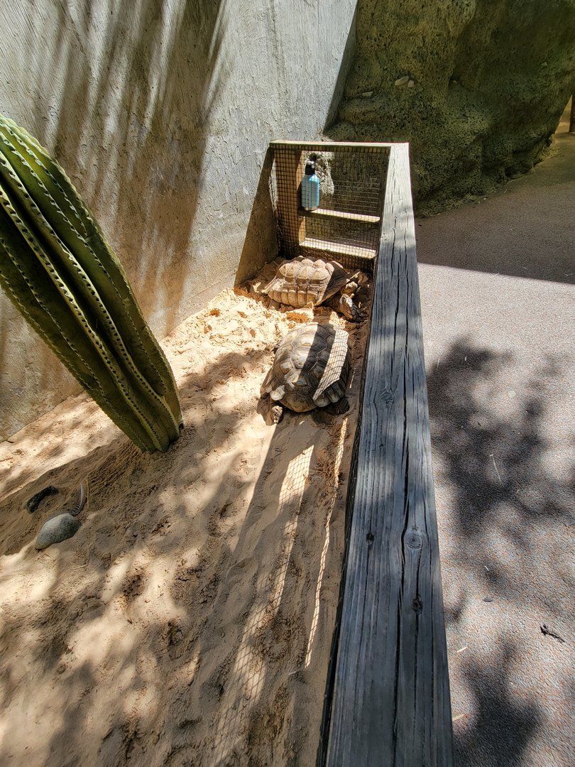 Bronx 7/22 - Children's Zoo - Tortoises