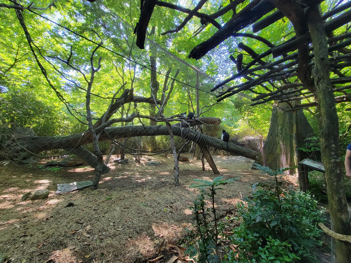 Bronx 7/22 - Congo Gorilla Forest - Angolan Colobus exhibit