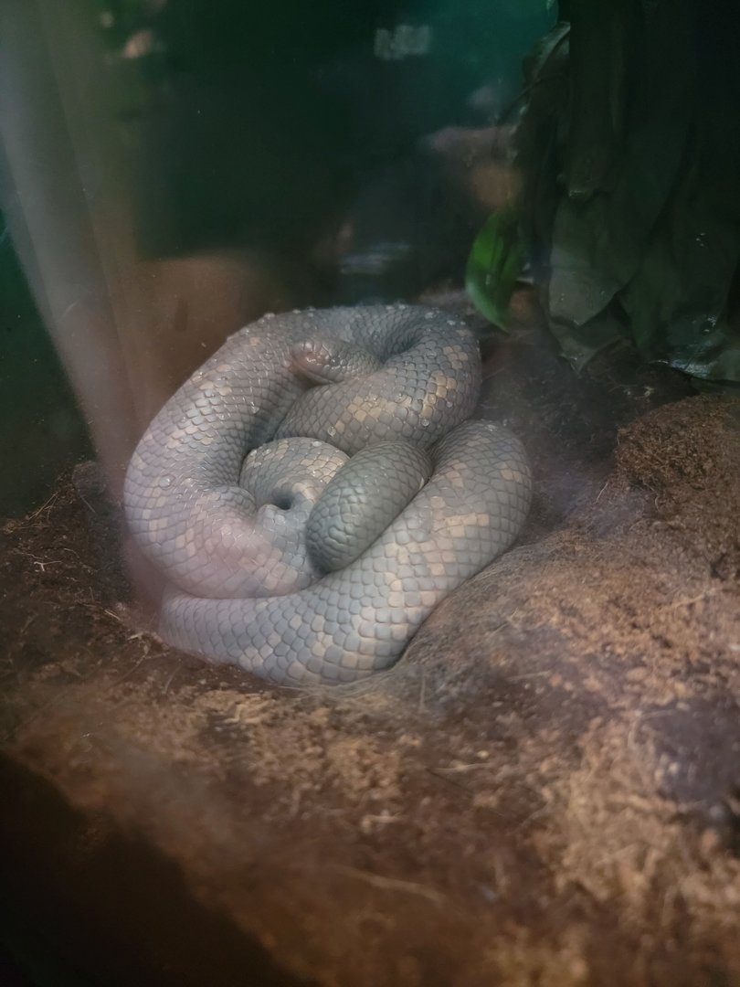 Bronx 7/22 - Congo Gorilla Forest - Calabar python